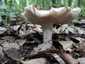 Dióízű galambgomba (Russula heterophylla), Budai-hegység. Fehéres színű, ráncolt felületű tönk